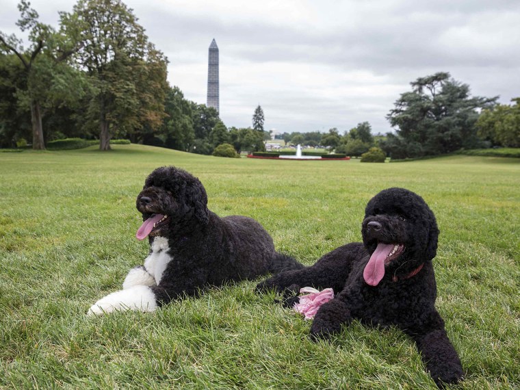 Image: Sunny, the Obama family's new puppy